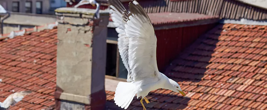 Residential Chimney Animal Removal Solution in Dublin, GA